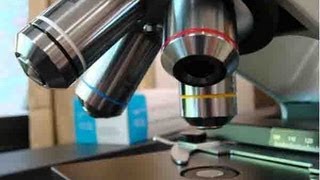 How To Use a Compound Light Microscope Biology Lab Tutorial [upl. by Rosen]