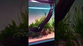 Pleco fishes driftwood making natural aquarium 😊aquascape natureaquarium [upl. by Ruben]