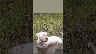 Dogo argentino attack americanbully dog trending shorts shortvideos viralvideo [upl. by Abrams]