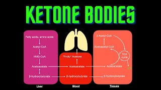 USMLE Step 1  Lesson 71  Ketone Bodies [upl. by Lief]