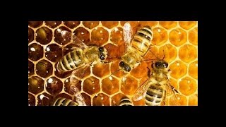 Documentaire Les abeilles et leur reine [upl. by Ydoc807]