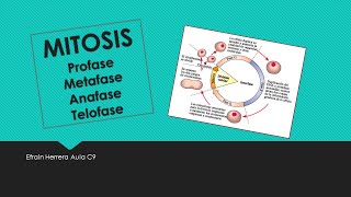 La MITOSIS Tema Completo con Resumen [upl. by Atinuj268]