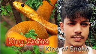 King Cobra☠️ Deadliest Snake Ever 🌍 [upl. by Osnerol]