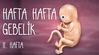 Hafta Hafta Gebelik 11 hafta [upl. by Ronyam]