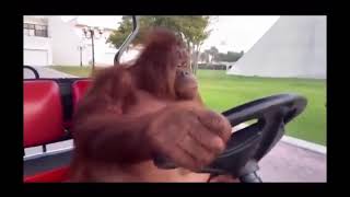 Orangutan driving a golf cart epic [upl. by Snow440]