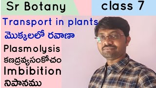 Imbibition  నిపానముPlasmolysis  plant physiology  Class 7 [upl. by Macrae]