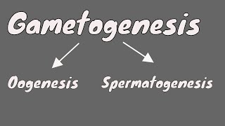 Gametogenesis  Oogeneis  Gametogenesis female  part 1 [upl. by Sissie524]