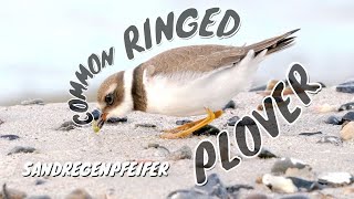 Common Ringed Plover Charadrius hiaticula  Sandregenpfeifer [upl. by Kaye]