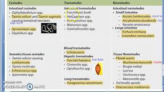 Parasitology 001 c Parasites Classification Helminth Cestodes Trematodes Nematodes [upl. by Burg310]