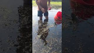 Viral hook fishing 2024 Top fishing video shortsvideo shorts fish [upl. by Mushro]