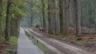 Edelherten op de Veluwe [upl. by Kutzenco]