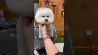 HUUUGE Bichon Frise face transformation 😱 bichonfrise doggroomingtips jessronagrooming [upl. by Orabla]