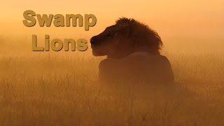 SWAMP LIONS  TV Spot [upl. by Housum757]