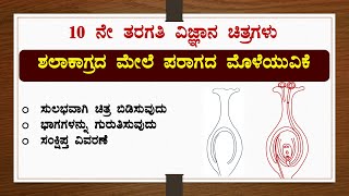 ಶಲಾಕಾಗ್ರದ ಮೇಲೆ ಪರಾಗದ ಮೊಳೆಯುವಿಕೆಚಿತ್ರ ಬಿಡಿಸುವುದುಭಾಗಕಾರ್ಯವಿಜ್ಞಾನDrawingScienceReproductionSSLC [upl. by Fesuoy327]