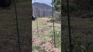 Playful Cottontail Rabbits At Dusk wildlife easterncottontail nature [upl. by Fitalludba]