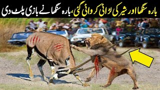 Stag VS Lion  Barasingha Aur Sher Ka Muqabla  Wild Animals  Planet Earth [upl. by Yamauchi746]