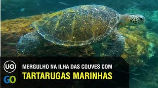 Mergulho em Ubatuba com Tartarugas Marinhas na Ilha das Couves [upl. by Wunder]