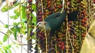 Green Pigeons eating fruit [upl. by Cardinal927]