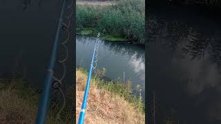 MANTARI İZLE🐟 carpfishing balık fishing [upl. by Velleman765]