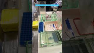 Agarose Gel Electrophoresis electrophoresis DNA analysisofnucleicacid molecularbiology [upl. by Dalt]