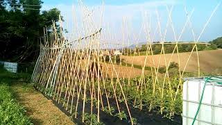 Come si coltivano i pomodori Messa a dimora irrigazione pacciamatura e potatura [upl. by Placidia]