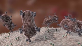 Antibody Immune Response shorts [upl. by Evonne298]