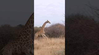 Fascinating Giraffe Facts You Need to Know shorts amazingfacts viral giraffe animals [upl. by Kirred]