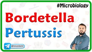 Bordetella pertussis  Microbiology [upl. by Philo502]