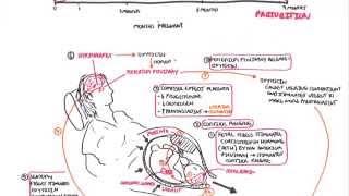 Parturition  Pregnancy Hormones Giving Birth [upl. by Eniamaj]