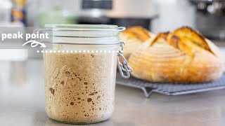 Understanding Sourdough Starter  feeding ratios leaven when to use what to feed [upl. by Haidabej]