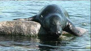 Seehunde Robben im Oceanarium Hirtshals Dänemark [upl. by Iztim170]