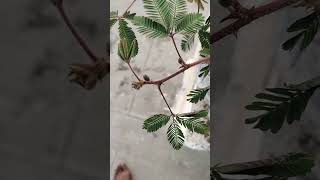 Mimosa plants respond to touch [upl. by Manouch]