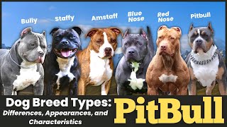 Pitbull Dog Breed Types Differences Appearances and Characteristics [upl. by Atiekan31]