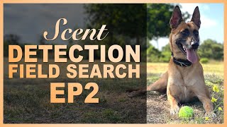 How to Teach Your Dog Scent Detection Ep 2 Field Search [upl. by Pattie]