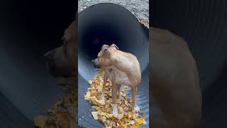 Dog In Mountain Tunnel [upl. by Akihc]