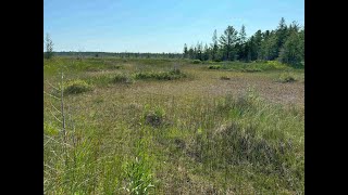 Mondays with Martha 225  Rare Michigan Wetlands Coastal Fen [upl. by Orazio]