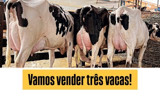 Vamos vender 3 vacas no leilão e mercado do leite nos surpreendendo [upl. by Enos]