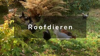 Wonen in Noorwegen  Winterbanden en Roofvogels [upl. by Jala]