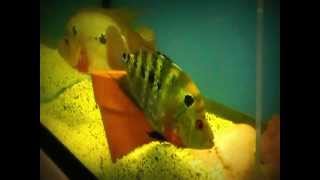 Real Hard Cichlids Aquarium House Tour [upl. by Nimajaneb425]