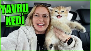 YAVRU KEDİ SAHİPLENDİK VLOG Suna Biltekin [upl. by Aiz]