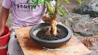 BONSAI  KALIANDRA Calliandra Surinamensis [upl. by Lewse]