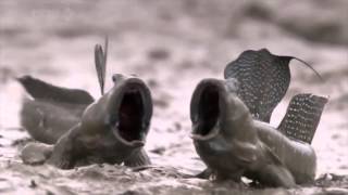 Mudskippers screaming fish Wait for it [upl. by Ibor]