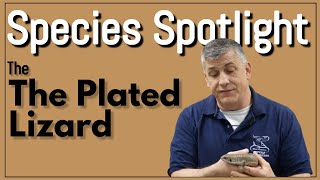 Plated Lizard Species Spotlight [upl. by Gosnell]