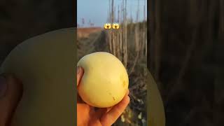 Eron nok sotuvda 91 1169200 top avto fruit rek rekk farming keşfet baki onthisday smartph [upl. by Enileoj]