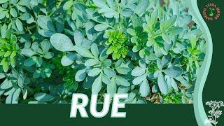 RUE Growth Growing and Care Tips Ruta graveolens [upl. by Aicertal]