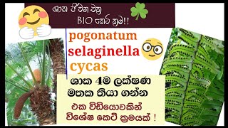 Biology  Life cycle of Cycas Nephrolepis pogonatum selaginella  plant Reproduction [upl. by Nnyleahs]