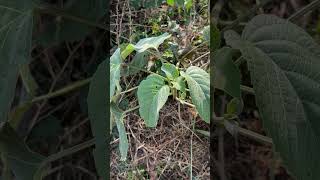 Clerodendrum infortunatum leaves [upl. by Ainav]