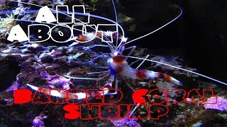 All About The Banded Coral Shrimp  Bristle Worm Killer [upl. by Eserahs]