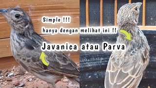 Perbedaan Branjangan Javanica dan Branjangan Parva [upl. by Ebsen]