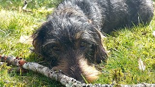 Cute dachshund works hard as head of garden security 😀 TeddyTheDachshund [upl. by Anirbes]